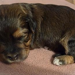 Boy 2 - Black and tan male Cavapoo puppy in Medina, Ohio from Momma's Minis