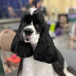 Billie - Cocker Spaniel
