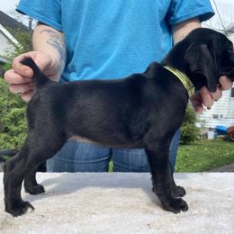 Mountain Cur Puppies from Walnut Ridge Mountain Curs