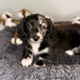 Wednesday - Dapple female Dachshund puppy in Beaver, Pennsylvania from Meaden’s Mini Dachshunds