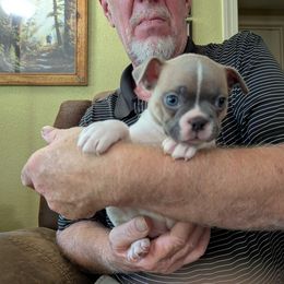 Boy 2 - Seal and white male Boston Terrier puppy in Lowell, Arkansas from Bogan's Boston's
