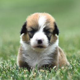 Fluffy Red Male - Red male Pembroke Welsh Corgi puppy in Kansas City, Missouri from Willow Creek Corgis