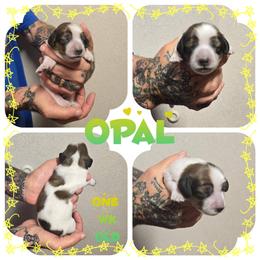 Opal - Chocolate and tan female Dachshund puppy in New Caney, Texas from BouncinMiniWeenies