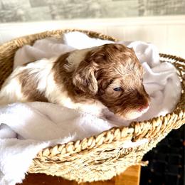 Boy 2 Merle - Merle male Double Doodle puppy in Yoakum, Texas from The Scott’s Dood Ranch