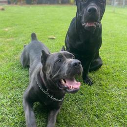 Cane Corso All Grown Up from Diamond Cut Kennels, Hawaii