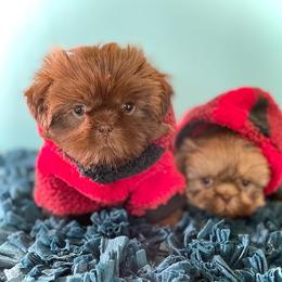 Shih Tzu Puppies from Arizona Sunrise Shih Tzus