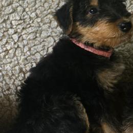 Pink girl - Black and tan female Airedale Terrier puppy in Willow Spring, North Carolina from Reydaleterrydale Airedales