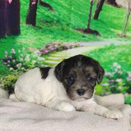 Buster - Merle male Cavapoo puppy in Marshfield, Missouri from Clearview Kennels