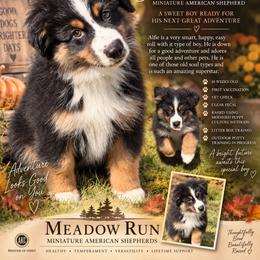 Alfie - Black tri male Miniature American Shepherd puppy in Spanaway, Washington from Meadow Run Mini American Shepherds