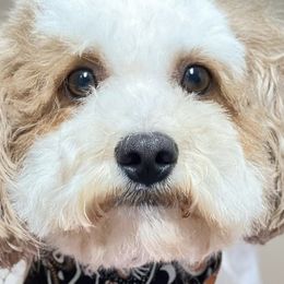 Coco - Assorted Doodle Crosses