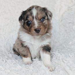 Boy 2 - Red merle male Australian Shepherd puppy in Yakima, Washington from Naches Heights Ranch