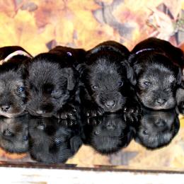Miniature Schnauzer Puppies from Mystic Miniature Schnauzers