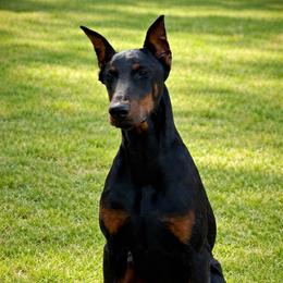 Dejon - Black and rust male Doberman Pinscher puppy in Lake City, Florida from Paintedcrazy Doberman Pinchers