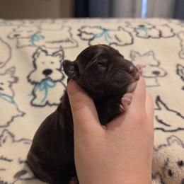 Cosmo - Liver male Miniature Schnauzer puppy in Graham, Washington from Olivia's Miniature Schnauzer's