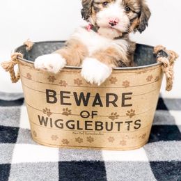 Bernedoodle Puppies from Blue Bell Bernedoodles