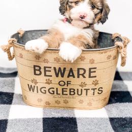Bernedoodle Puppies from Blue Bell Bernedoodles