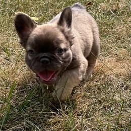French Bulldog Puppies from Christie's Frenchies