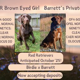 Labrador Retriever puppies from Red Retrievers