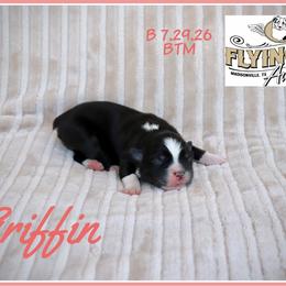 Griffin - Black tri male Miniature Australian Shepherd puppy in Madisonville, Texas from Flying LL Aussies