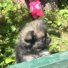 Molly - Black sabled silver female Chihuahua puppy in Cass City, Michigan from Lil'Fevre Chihuahuas and PomFevre Pomeranians