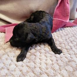 Ptolemaic - Black male Poodle puppy in Jersey City, New Jersey from Tuts Pups Cafe