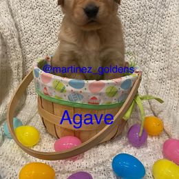 Boy 3 - Golden Retriever puppy in Victorville, California from Martinez Goldens