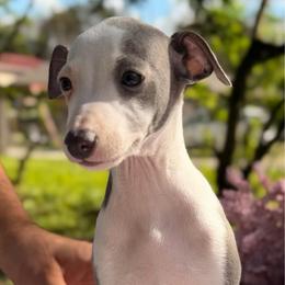 Quinn - White and blue male Italian Greyhound puppy in Lakeland, Florida from Elite Doxies Florida