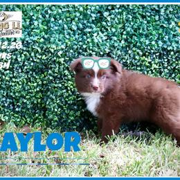 Baylor - Red tri male Miniature Australian Shepherd puppy in Madisonville, Texas from Flying LL Aussies