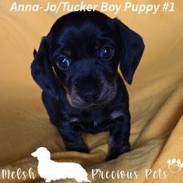 Toby - Black and tan male Dachshund puppy in Anamosa, Iowa from Melsh Precious Pets