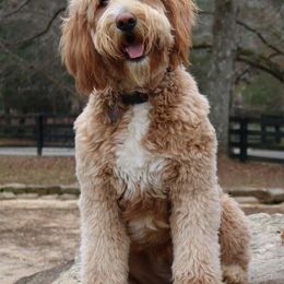 Goldendoodle All Grown Up from Denise Pound