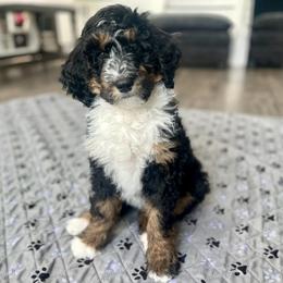 Nutmeg - Tri-color female Bernedoodle puppy in Harpers Ferry, West Virginia from Oso Perfect Poodles and Doodles