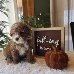 Pink Collar Lucy - Red  female Goldendoodle puppy in Bristol, Tennessee from 4goldendoodles