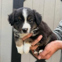 Mr Green - male Toy Australian Shepherd puppy in Lowgap, North Carolina from Ramblin’ Rose Mini's