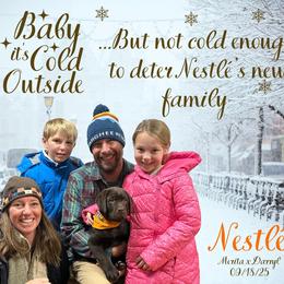 Nestlé - Chocolate male Labrador Retriever puppy in Eaton Rapids, Michigan from Higher Ground Labradors