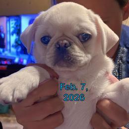 Jasper (runt) - White male Pug puppy in Morgantown, West Virginia from Groovy Pugs