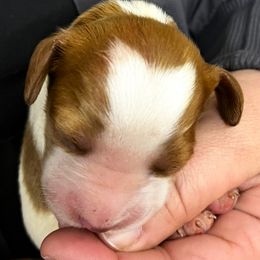 Daisy boy 3 - Orange and white male Brittany puppy in Floyd Knobs, Indiana from Cross Creek Brittanys