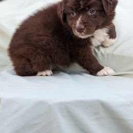 Girl 4 - Red & white Australian Shepherd puppy in Sanger, California from A&M Australian Shepherds