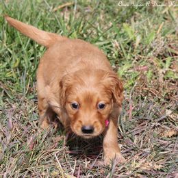Polly's Dark Pink Girl - Dark golden female Golden Retriever puppy in Idaho Falls, Idaho from Once Upon A Dream Kennels