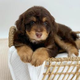 Olive - Red phantom female Aussiedoodle puppy in Manteca, California from Silva Ranch Doodles