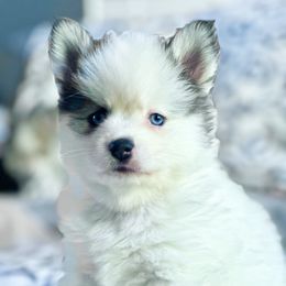 Pomsky Puppies from BittyPomsky
