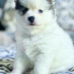 Pomsky Puppies from BittyPomsky