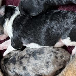 Aussiedoodles from Blue Eyes Aussies