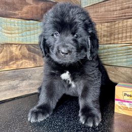 Postie - Black female Newfoundland puppy in Tully, New York from Bear Paw Newfoundlands