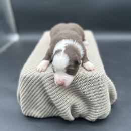 Dolly - Red tri female Miniature Australian Shepherd puppy in Queen Creek, Arizona from Arizona Aussies