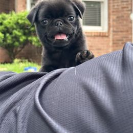 Pug Puppies from Buckingham Pugs of Alabama