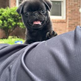 Pug Puppies from Buckingham Pugs of Alabama