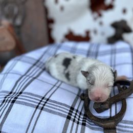 Johnny - Slate merle Border Collie puppy in Knoxville, Tennessee from Riverside Ranch Border Collies