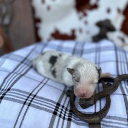 Johnny - Slate merle Border Collie puppy in Knoxville, Tennessee from Riverside Ranch Border Collies