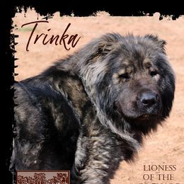 Trinka - Caucasian Shepherd Dog