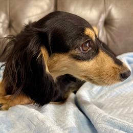 Sandy - Dachshund